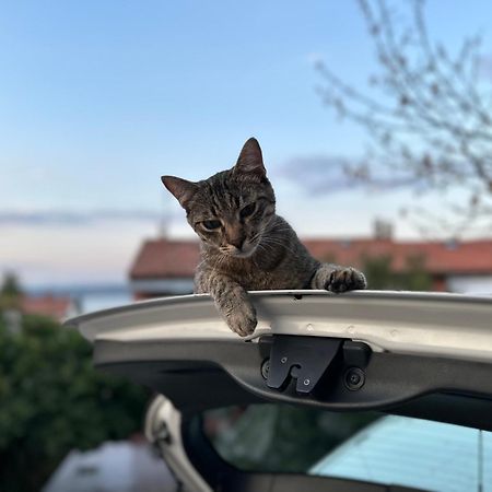 Pri Piratski Macki - At The Pirate Cat - Dal Gatto Pirata Koper Exterior photo